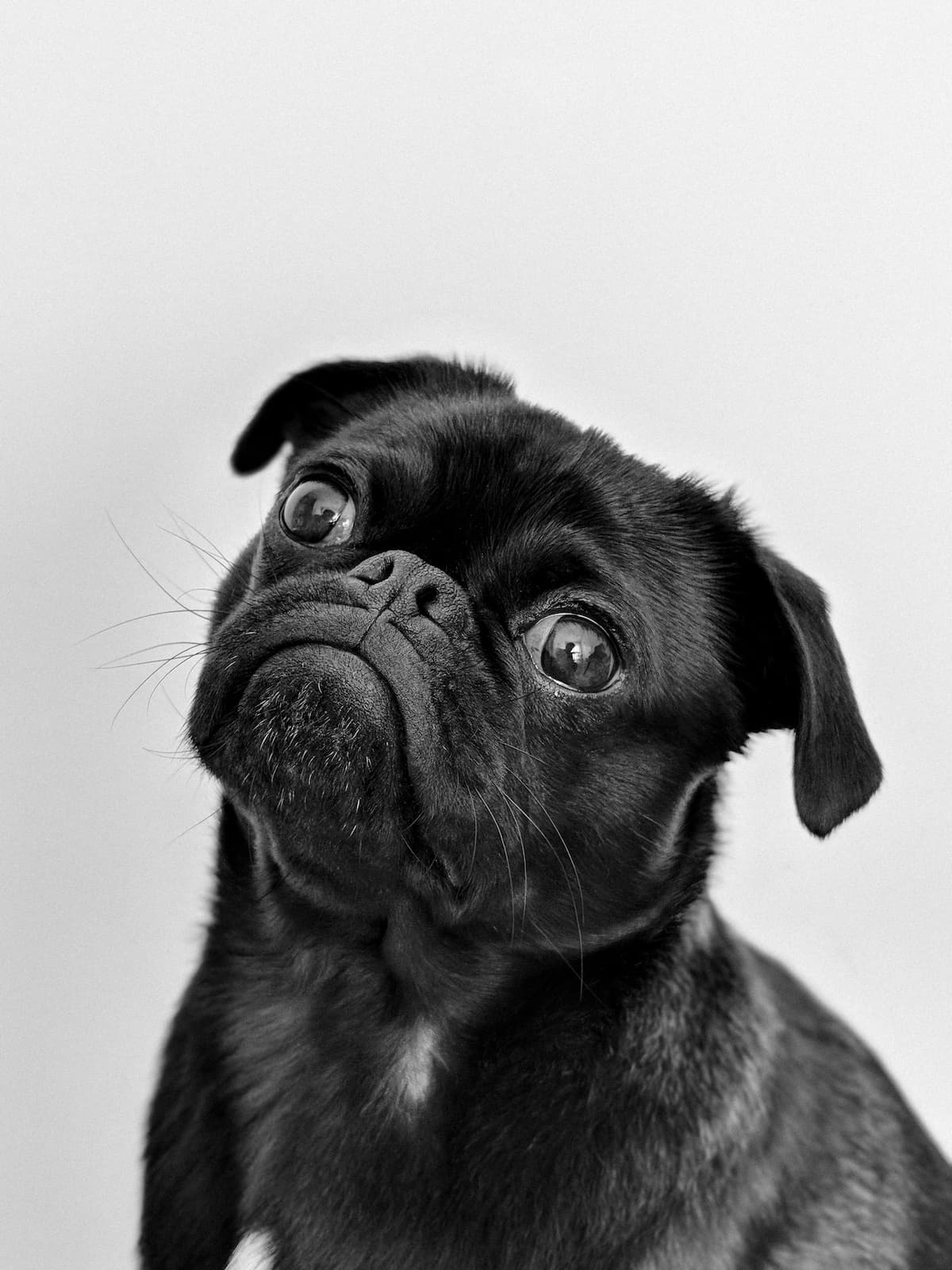 pug-portrait